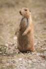 A Black-tailed prairie dog remains alert. Art Print